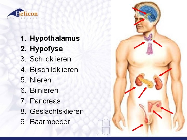 1. 2. 3. 4. 5. 6. 7. 8. 9. Hypothalamus Hypofyse Schildklieren Bijschildklieren Nieren 1. 2. 3. 4. 5. 6. 7. 8. 9. Hypothalamus Hypofyse Schildklieren Bijschildklieren Nieren