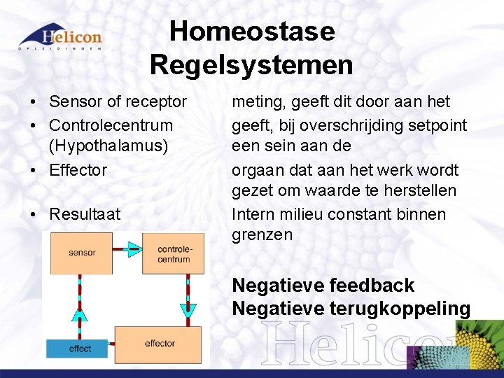 Homeostase Regelsystemen • Sensor of receptor • Controlecentrum (Hypothalamus) • Effector • Resultaat meting, Homeostase Regelsystemen • Sensor of receptor • Controlecentrum (Hypothalamus) • Effector • Resultaat meting,
