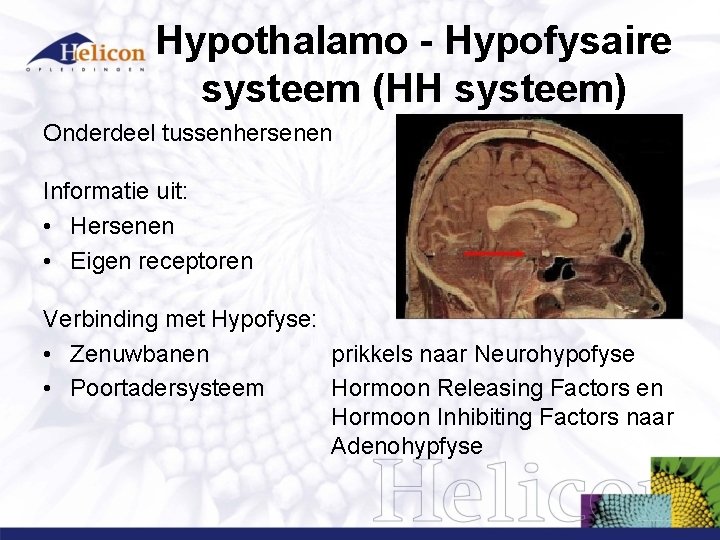 Hypothalamo - Hypofysaire systeem (HH systeem) Onderdeel tussenhersenen Informatie uit: • Hersenen • Eigen Hypothalamo - Hypofysaire systeem (HH systeem) Onderdeel tussenhersenen Informatie uit: • Hersenen • Eigen