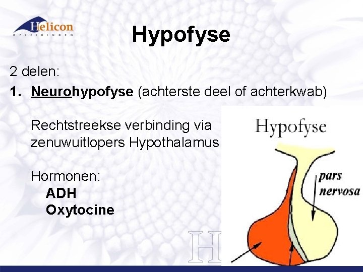 Hypofyse 2 delen: 1. Neurohypofyse (achterste deel of achterkwab) Rechtstreekse verbinding via zenuwuitlopers Hypothalamus Hypofyse 2 delen: 1. Neurohypofyse (achterste deel of achterkwab) Rechtstreekse verbinding via zenuwuitlopers Hypothalamus