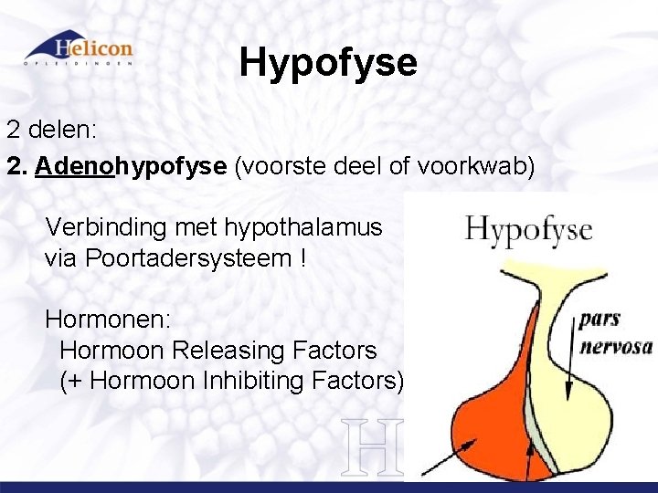 Hypofyse 2 delen: 2. Adenohypofyse (voorste deel of voorkwab) Verbinding met hypothalamus via Poortadersysteem Hypofyse 2 delen: 2. Adenohypofyse (voorste deel of voorkwab) Verbinding met hypothalamus via Poortadersysteem