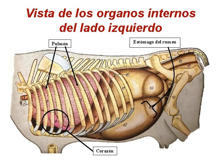 Vista de los organos internos del lado izquierdo Estómago del rumen Pulmón Corazón Vista de los organos internos del lado izquierdo Estómago del rumen Pulmón Corazón