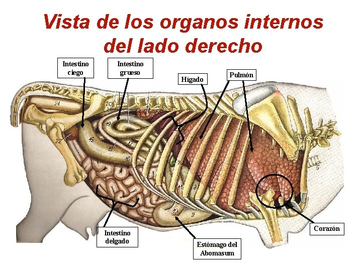 Vista de los organos internos del lado derecho Intestino ciego Intestino grueso Intestino delgado Vista de los organos internos del lado derecho Intestino ciego Intestino grueso Intestino delgado