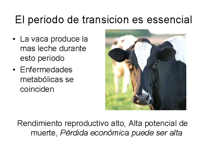 El periodo de transicion es essencial • La vaca produce la mas leche durante El periodo de transicion es essencial • La vaca produce la mas leche durante