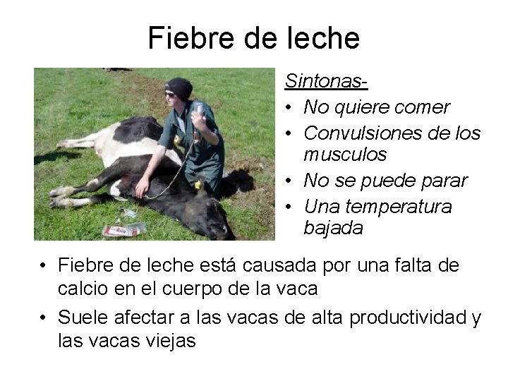 Fiebre de leche Sintonas • No quiere comer • Convulsiones de los musculos • Fiebre de leche Sintonas • No quiere comer • Convulsiones de los musculos •