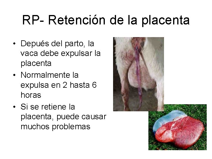 RP- Retención de la placenta • Depués del parto, la vaca debe expulsar la RP- Retención de la placenta • Depués del parto, la vaca debe expulsar la