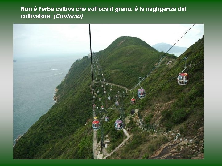 Non è l’erba cattiva che soffoca il grano, è la negligenza del coltivatore. (Confucio)