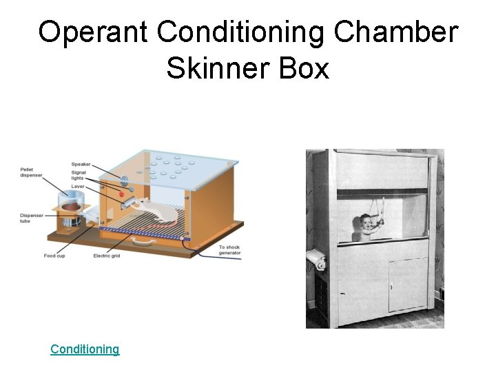 Operant Conditioning Chamber Skinner Box Conditioning 