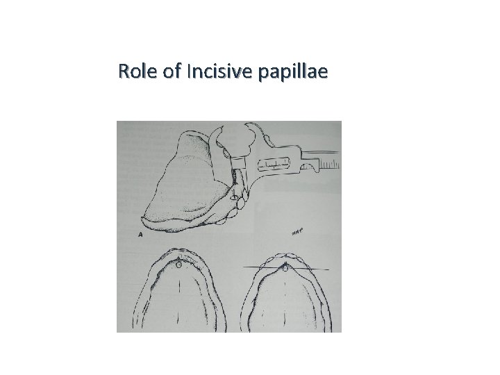 Role of Incisive papillae 