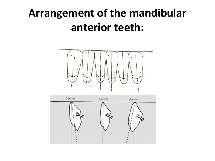 Arrangement of the mandibular anterior teeth: 