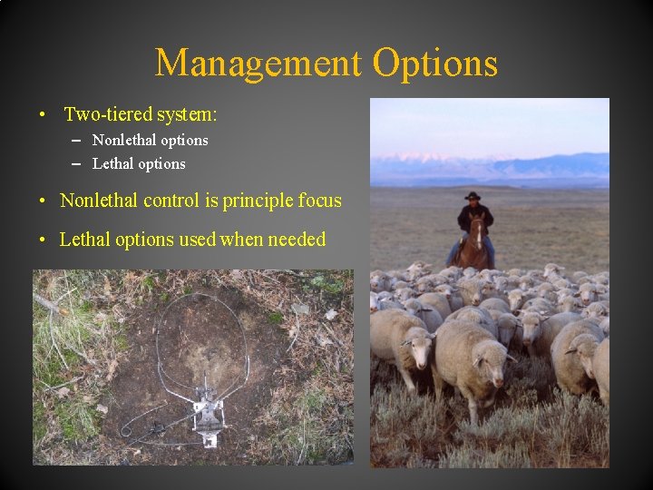 Management Options • Two-tiered system: – Nonlethal options – Lethal options • Nonlethal control