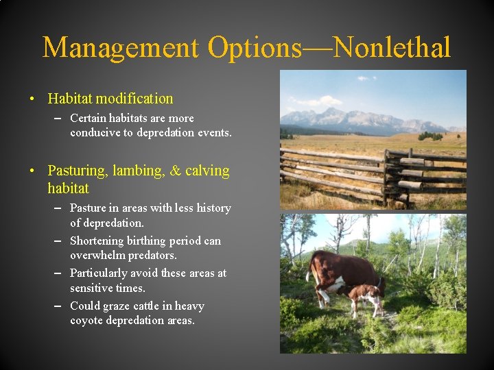 Management Options—Nonlethal • Habitat modification – Certain habitats are more conducive to depredation events.