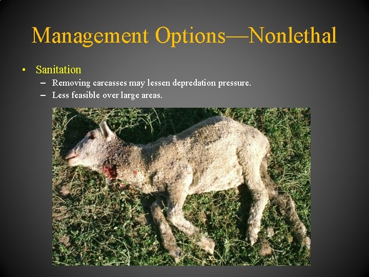 Management Options—Nonlethal • Sanitation – Removing carcasses may lessen depredation pressure. – Less feasible