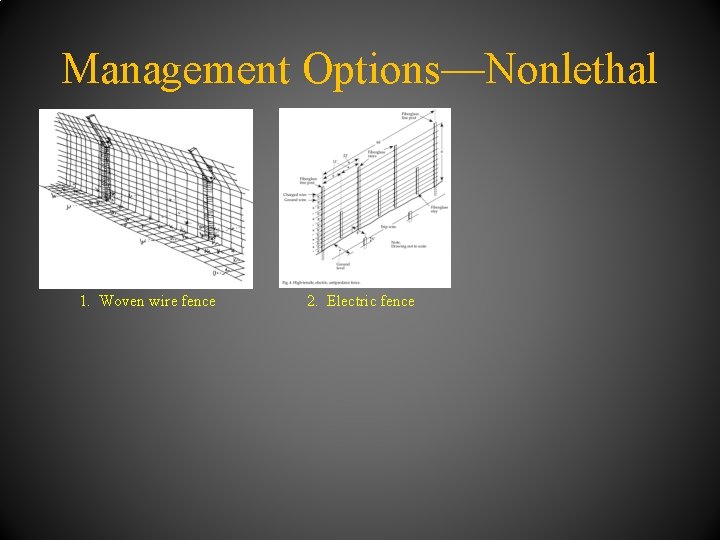 Management Options—Nonlethal 1. Woven wire fence 2. Electric fence 