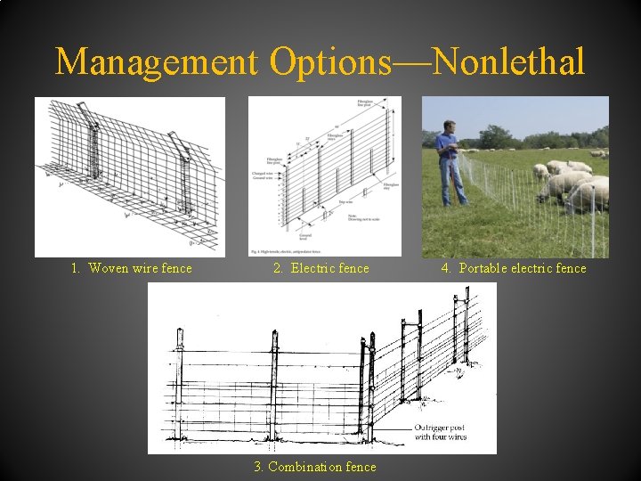 Management Options—Nonlethal 1. Woven wire fence 2. Electric fence 3. Combination fence 4. Portable