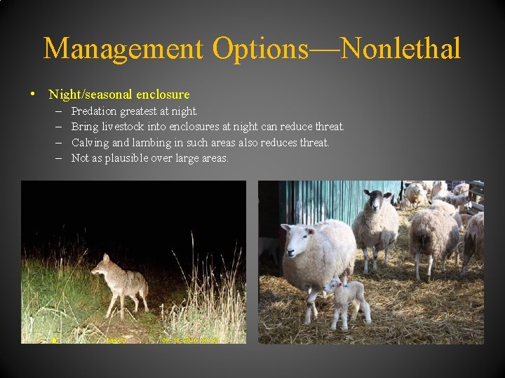 Management Options—Nonlethal • Night/seasonal enclosure – – Predation greatest at night. Bring livestock into