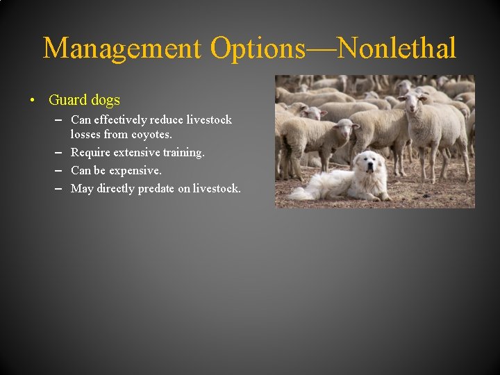 Management Options—Nonlethal • Guard dogs – Can effectively reduce livestock losses from coyotes. –
