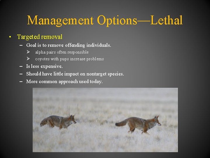 Management Options—Lethal • Targeted removal – Goal is to remove offending individuals. Ø Ø