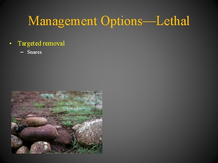 Management Options—Lethal • Targeted removal – Snares 