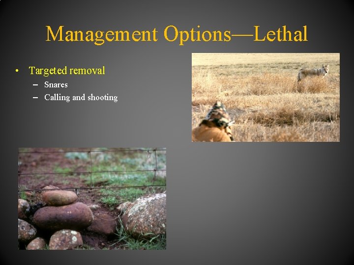 Management Options—Lethal • Targeted removal – Snares – Calling and shooting 