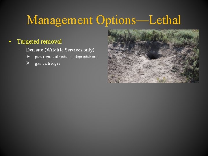 Management Options—Lethal • Targeted removal – Den site (Wildlife Services only) Ø Ø pup