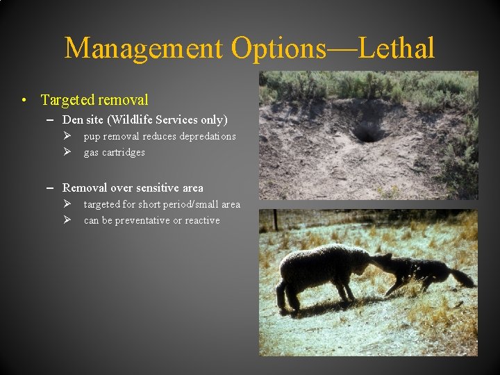 Management Options—Lethal • Targeted removal – Den site (Wildlife Services only) Ø Ø pup