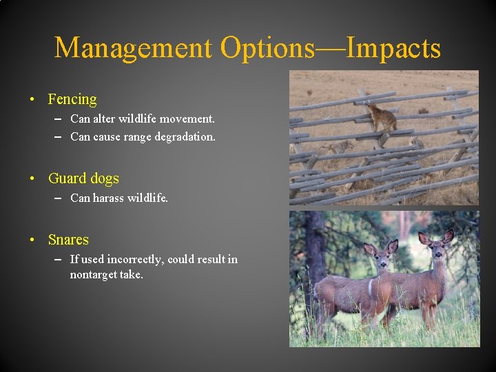 Management Options—Impacts • Fencing – Can alter wildlife movement. – Can cause range degradation.