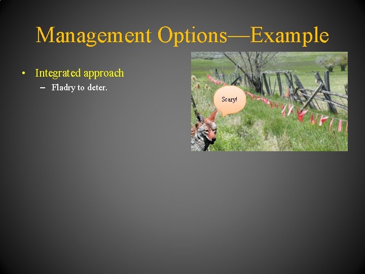 Management Options—Example • Integrated approach – Fladry to deter. Scary! 