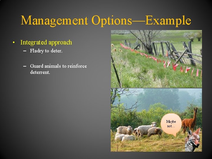 Management Options—Example • Integrated approach – Fladry to deter. – Guard animals to reinforce