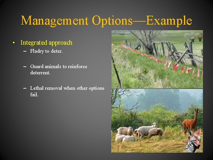 Management Options—Example • Integrated approach – Fladry to deter. – Guard animals to reinforce