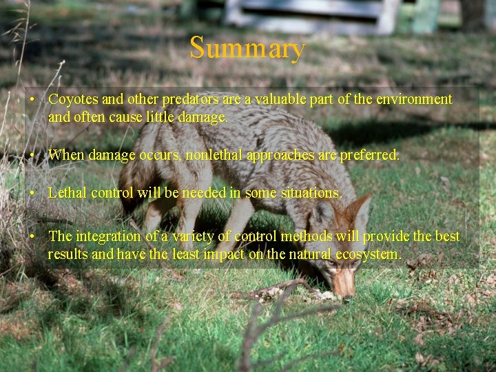 Summary • Coyotes and other predators are a valuable part of the environment and