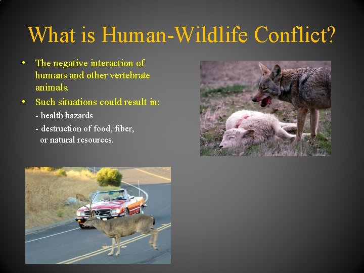 What is Human-Wildlife Conflict? • The negative interaction of humans and other vertebrate animals.