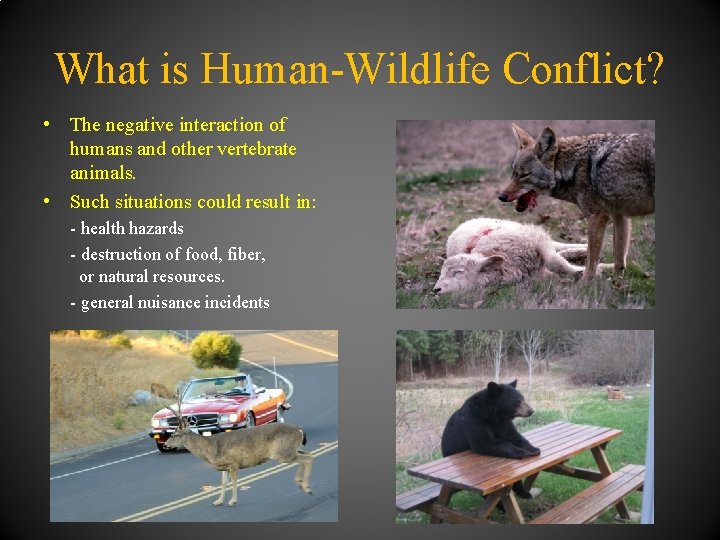 What is Human-Wildlife Conflict? • The negative interaction of humans and other vertebrate animals.