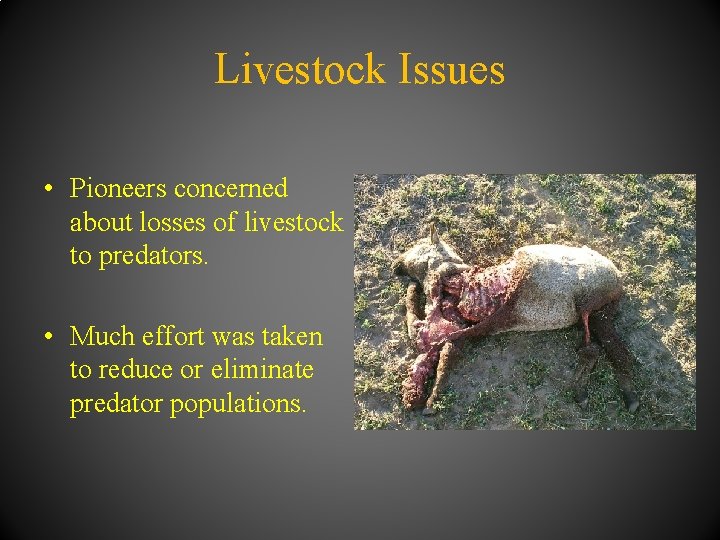 Livestock Issues • Pioneers concerned about losses of livestock to predators. • Much effort