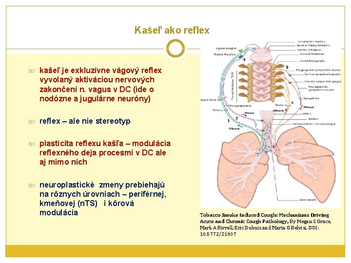 Kašeľ ako reflex kašeľ je exkluzívne vágový reflex vyvolaný aktiváciou nervových zakončení n. vagus
