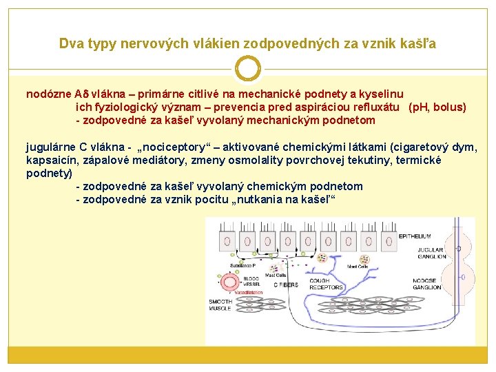 Dva typy nervových vlákien zodpovedných za vznik kašľa nodózne A vlákna – primárne citlivé
