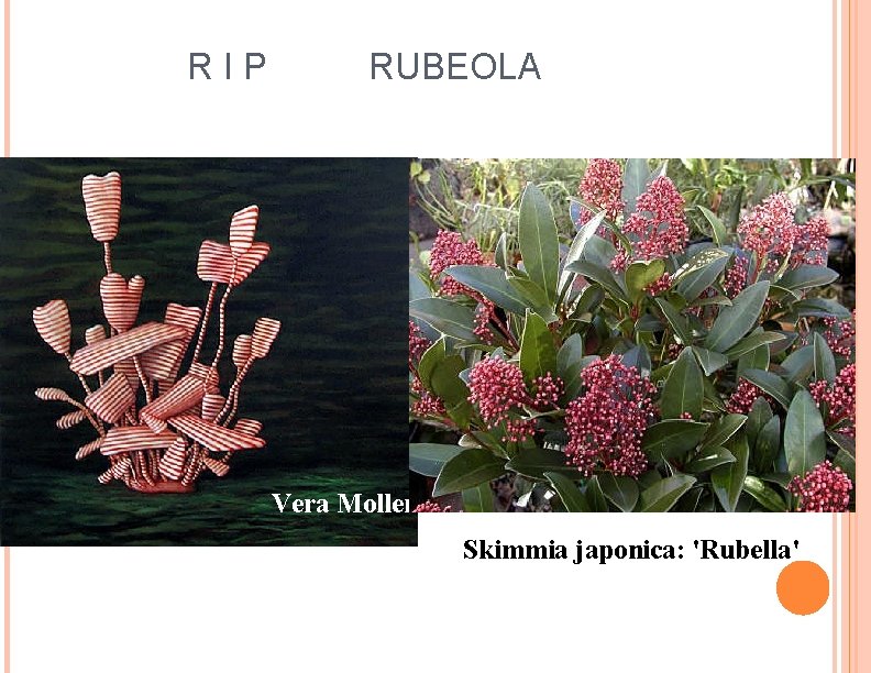 R I P RUBEOLA Vera Moller Skimmia japonica: 'Rubella' 