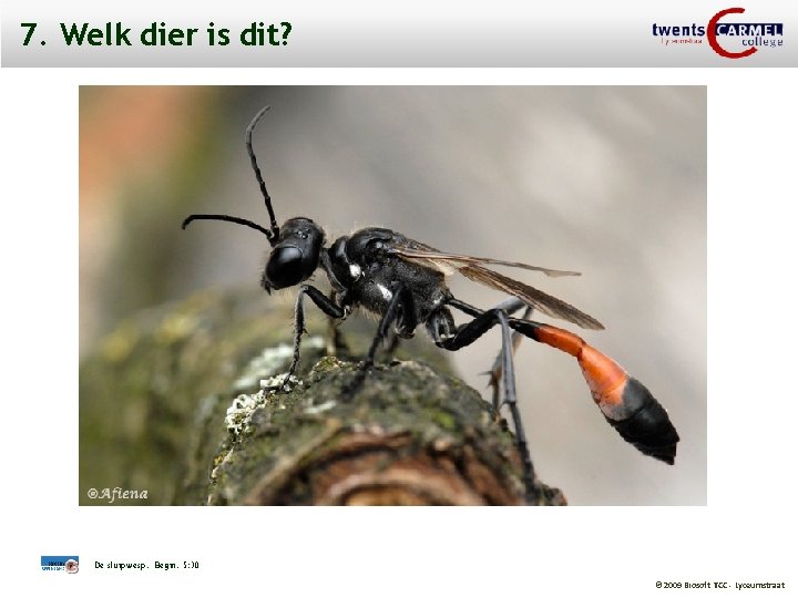 7. Welk dier is dit? De sluipwesp. Begin. 5: 30 © 2009 Biosoft TCC