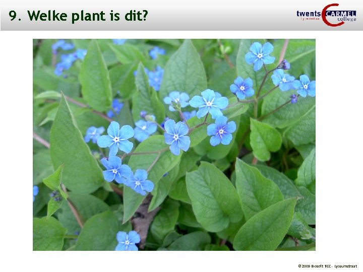9. Welke plant is dit? © 2009 Biosoft TCC - Lyceumstraat 