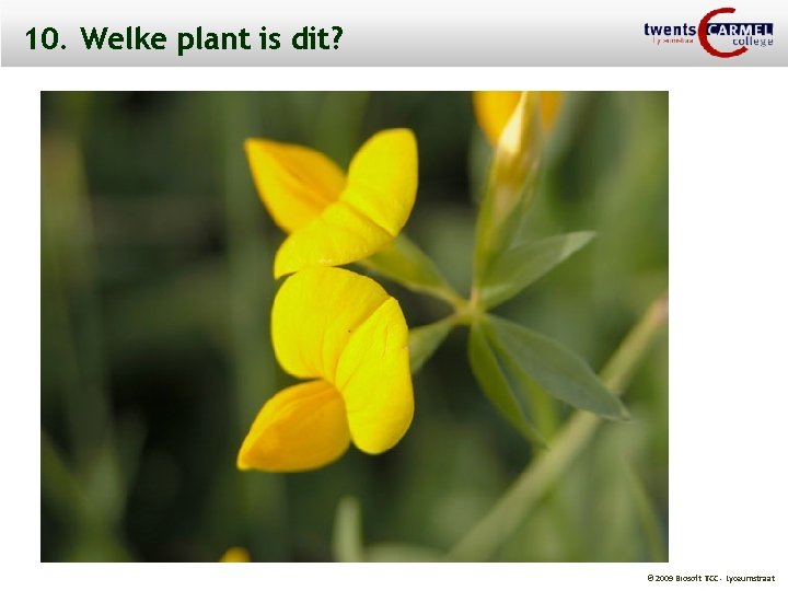 10. Welke plant is dit? © 2009 Biosoft TCC - Lyceumstraat 