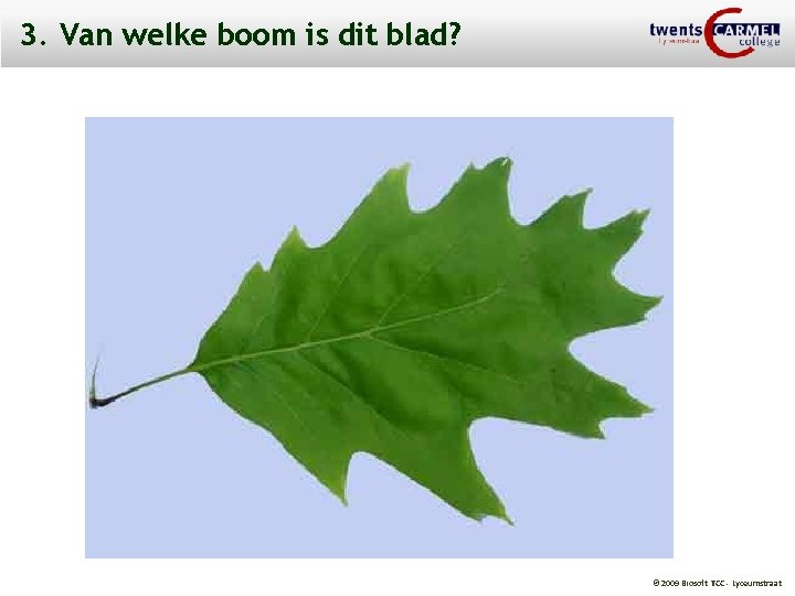 3. Van welke boom is dit blad? © 2009 Biosoft TCC - Lyceumstraat 