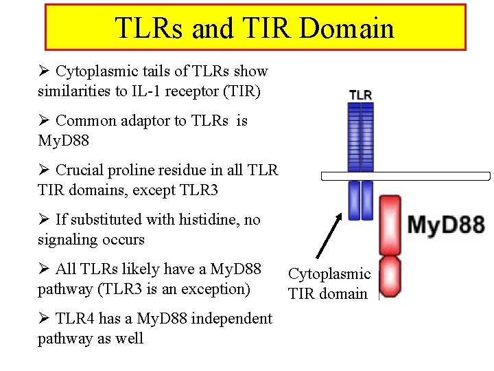 TLRs and TIR Domain Ø Cytoplasmic tails of TLRs show similarities to IL-1 receptor