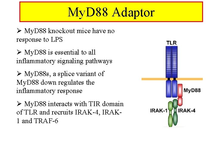 My. D 88 Adaptor Ø My. D 88 knockout mice have no response to