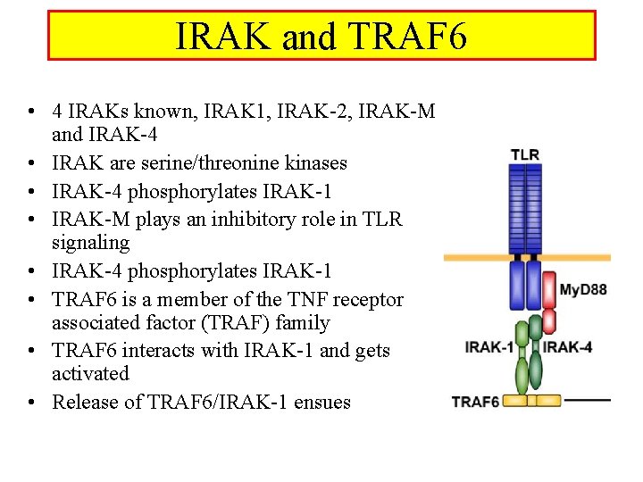 IRAK and TRAF 6 • 4 IRAKs known, IRAK 1, IRAK-2, IRAK-M and IRAK-4