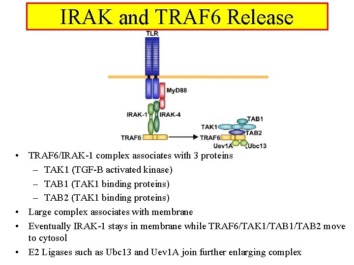 IRAK and TRAF 6 Release • TRAF 6/IRAK-1 complex associates with 3 proteins –