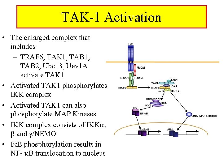 TAK-1 Activation • The enlarged complex that includes – TRAF 6, TAK 1, TAB