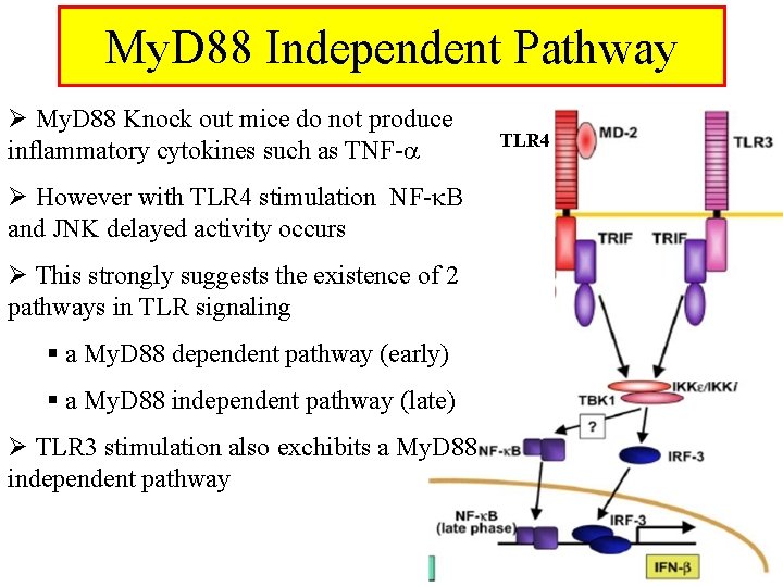 My. D 88 Independent Pathway Ø My. D 88 Knock out mice do not