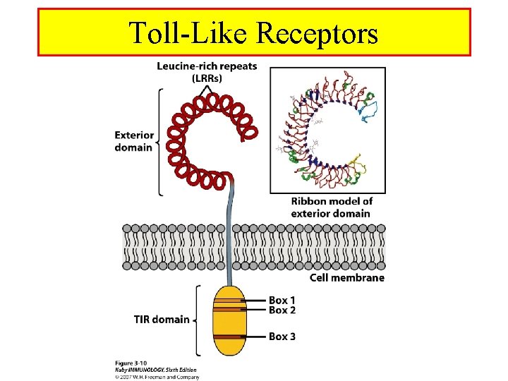 Toll-Like Receptors 