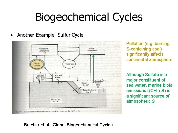 Biogeochemical Cycles • Another Example: Sulfur Cycle Pollution (e. g. burning S-containing coal) significantly