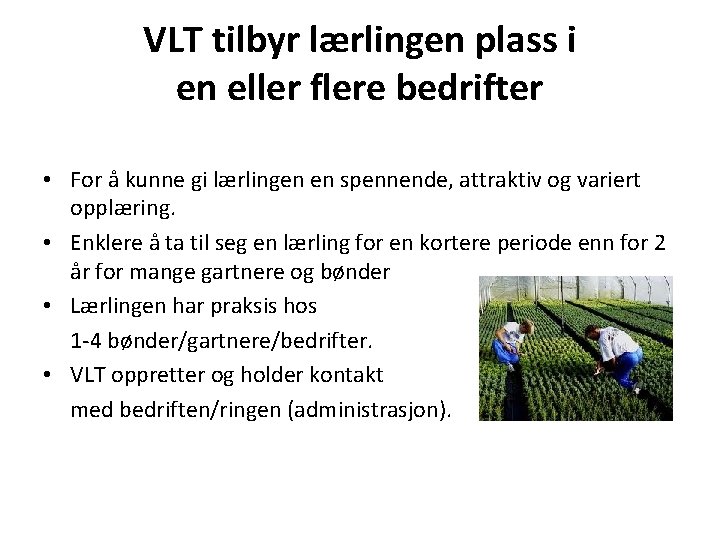 VLT tilbyr lærlingen plass i en eller flere bedrifter • For å kunne gi